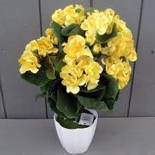 Flower Seeds, Seeds,Seeds For Planting,Plant Seeds