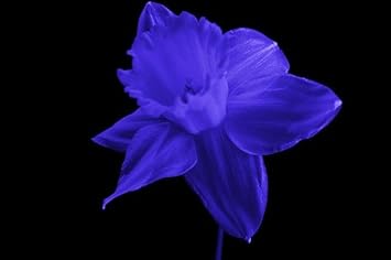 Flower Seeds, Seeds,Seeds For Planting,Plant Seeds