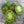 Vegetable Seeds,Garden seeds, Seeds For Planting,Plant Seeds