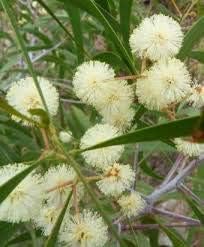 Flower Seeds, Seeds,Seeds For Planting,Plant Seeds