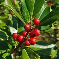 Fruit Seeds,Garden seeds, Seeds For Planting,Plant Seeds