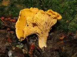 Vegetable Seeds,Garden seeds, Seeds For Planting,Plant Seeds