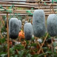 Vegetable Seeds,Garden seeds, Seeds For Planting,Plant Seeds