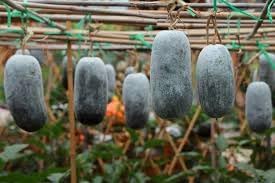 Vegetable Seeds,Garden seeds, Seeds For Planting,Plant Seeds