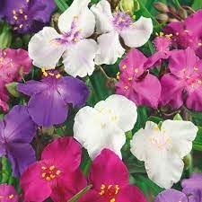 Spiderwort Shimmer Flower Seeds for Planting – Heirloom, Non-GMO, High Germination, Organic Garden Seeds