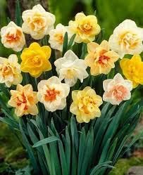 Flower Seeds, Seeds,Seeds For Planting,Plant Seeds