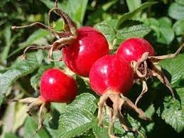 Flower Seeds, Seeds,Seeds For Planting,Plant Seeds