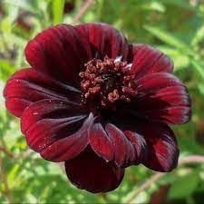 Flower Seeds, Seeds,Seeds For Planting,Plant Seeds