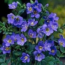 Flower Seeds, Seeds,Seeds For Planting,Plant Seeds