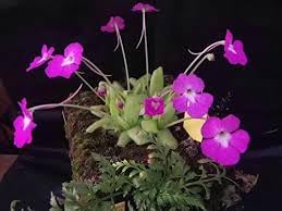 Flower Seeds, Seeds,Seeds For Planting,Plant Seeds