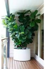 Flower Seeds, Seeds,Seeds For Planting,Plant Seeds