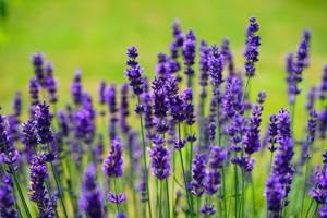 English Lavender Lady Seeds Herb Seeds for Planting – Heirloom, Non-GMO, High Germination Organic Garden Seeds