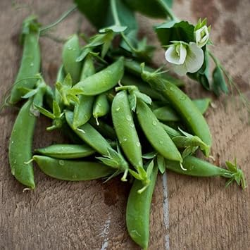 Vegetable Seeds,Garden seeds, Seeds For Planting,Plant Seeds