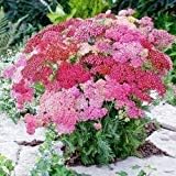 Mixed Achillea Flower Seeds for Planting – Heirloom, Non-GMO, High Germination Organic Garden Seeds
