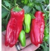 Vegetable Seeds,Garden seeds, Seeds For Planting,Plant Seeds