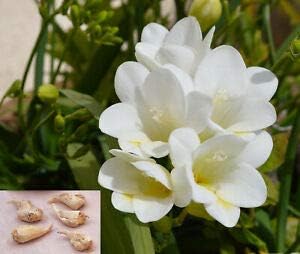 Flower Seeds, Seeds,Seeds For Planting,Plant Seeds