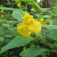 Flower Seeds, Seeds,Seeds For Planting,Plant Seeds