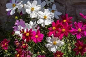 Flower Seeds, Seeds,Seeds For Planting,Plant Seeds
