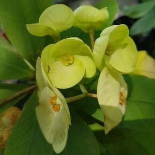 Flower Seeds, Seeds,Seeds For Planting,Plant Seeds