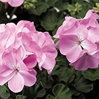 Flower Seeds, Seeds,Seeds For Planting,Plant Seeds