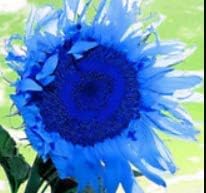 Flower Seeds, Seeds,Seeds For Planting,Plant Seeds