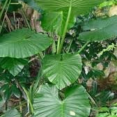 Flower Seeds, Seeds,Seeds For Planting,Plant Seeds