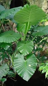 Flower Seeds, Seeds,Seeds For Planting,Plant Seeds