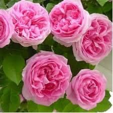 Flower Seeds, Seeds,Seeds For Planting,Plant Seeds