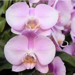 Flower Seeds, Seeds,Seeds For Planting,Plant Seeds