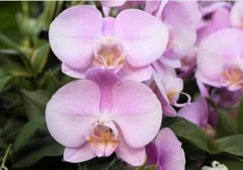 Flower Seeds, Seeds,Seeds For Planting,Plant Seeds