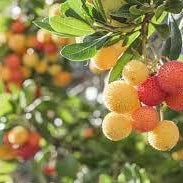 Fruit Seeds,Garden seeds, Seeds For Planting,Plant Seeds
