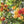 Fruit Seeds,Garden seeds, Seeds For Planting,Plant Seeds