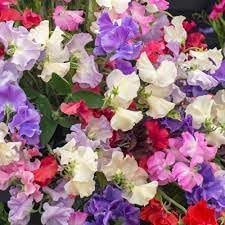 Flower Seeds, Seeds,Seeds For Planting,Plant Seeds