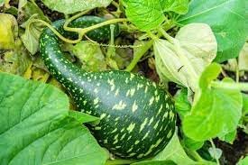 Vegetable Seeds,Garden seeds, Seeds For Planting,Plant Seeds