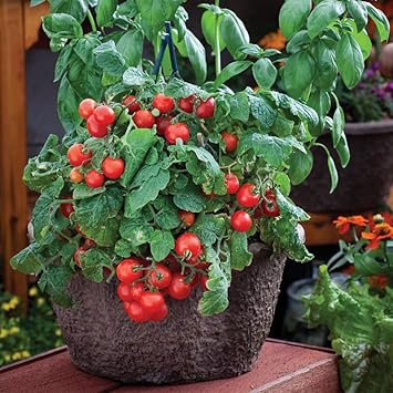 Vegetable Seeds,Garden seeds, Seeds For Planting,Plant Seeds
