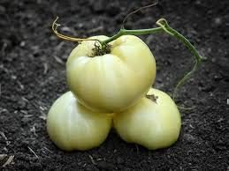 Vegetable Seeds,Garden seeds, Seeds For Planting,Plant Seeds