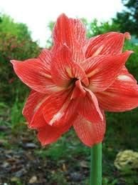 Flower Seeds, Seeds,Seeds For Planting,Plant Seeds