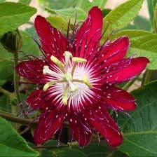 Flower Seeds, Seeds,Seeds For Planting,Plant Seeds