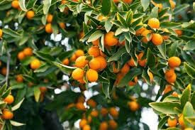 Fruit Seeds,Garden seeds, Seeds For Planting,Plant Seeds