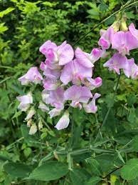 Lathyrus Latifolius Flower Seeds for Planting – Seasonal Bloomer, Heirloom, Non-GMO, High Germination