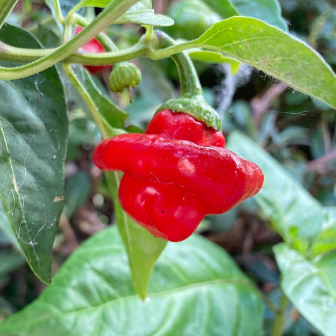 Vegetable Seeds,Garden seeds, Seeds For Planting,Plant Seeds