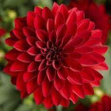 Flower Seeds, Seeds,Seeds For Planting,Plant Seeds