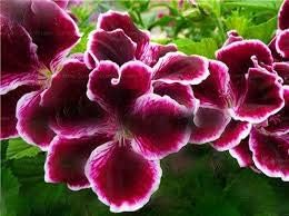 Flower Seeds, Seeds,Seeds For Planting,Plant Seeds