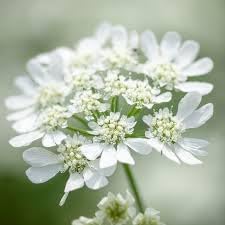 Flower Seeds, Seeds,Seeds For Planting,Plant Seeds
