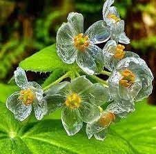 Flower Seeds, Seeds,Seeds For Planting,Plant Seeds