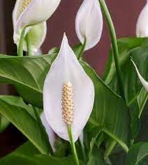 Flower Seeds, Seeds,Seeds For Planting,Plant Seeds