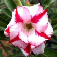 Flower Seeds, Seeds,Seeds For Planting,Plant Seeds