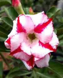 Flower Seeds, Seeds,Seeds For Planting,Plant Seeds