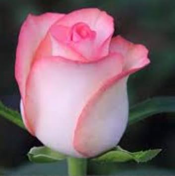 Flower Seeds, Seeds,Seeds For Planting,Plant Seeds