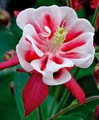 Flower Seeds, Seeds,Seeds For Planting,Plant Seeds